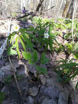 Image of Anemone caerulea DC.