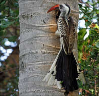 Image of Western Red-billed Hornbill