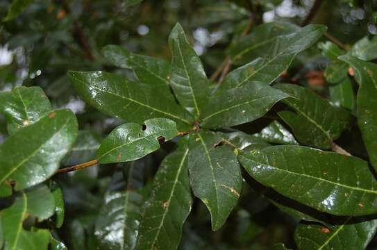 Image of Quercus sapotifolia Liebm.