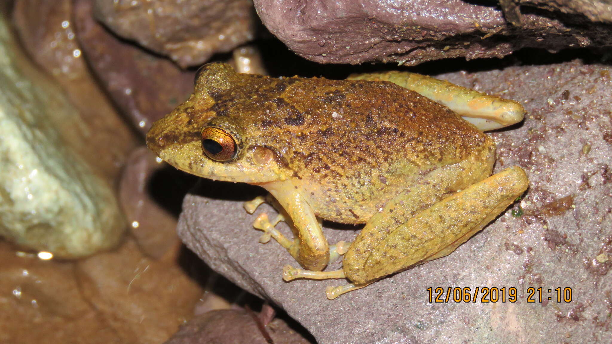 Image of Pristimantis medemi (Lynch 1994)