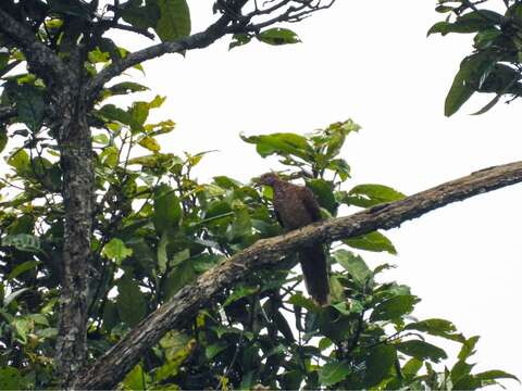 Macropygia ruficeps ruficeps (Temminck 1835)的圖片