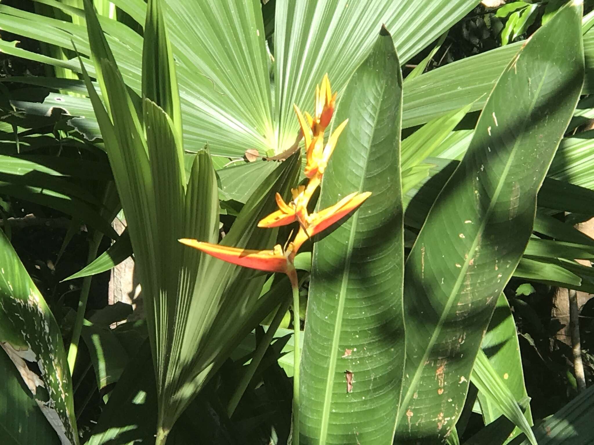 Image of Heliconia nickeriensis Maas & de Rooij