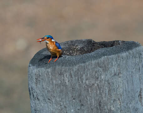 Image of Alcedo cristata