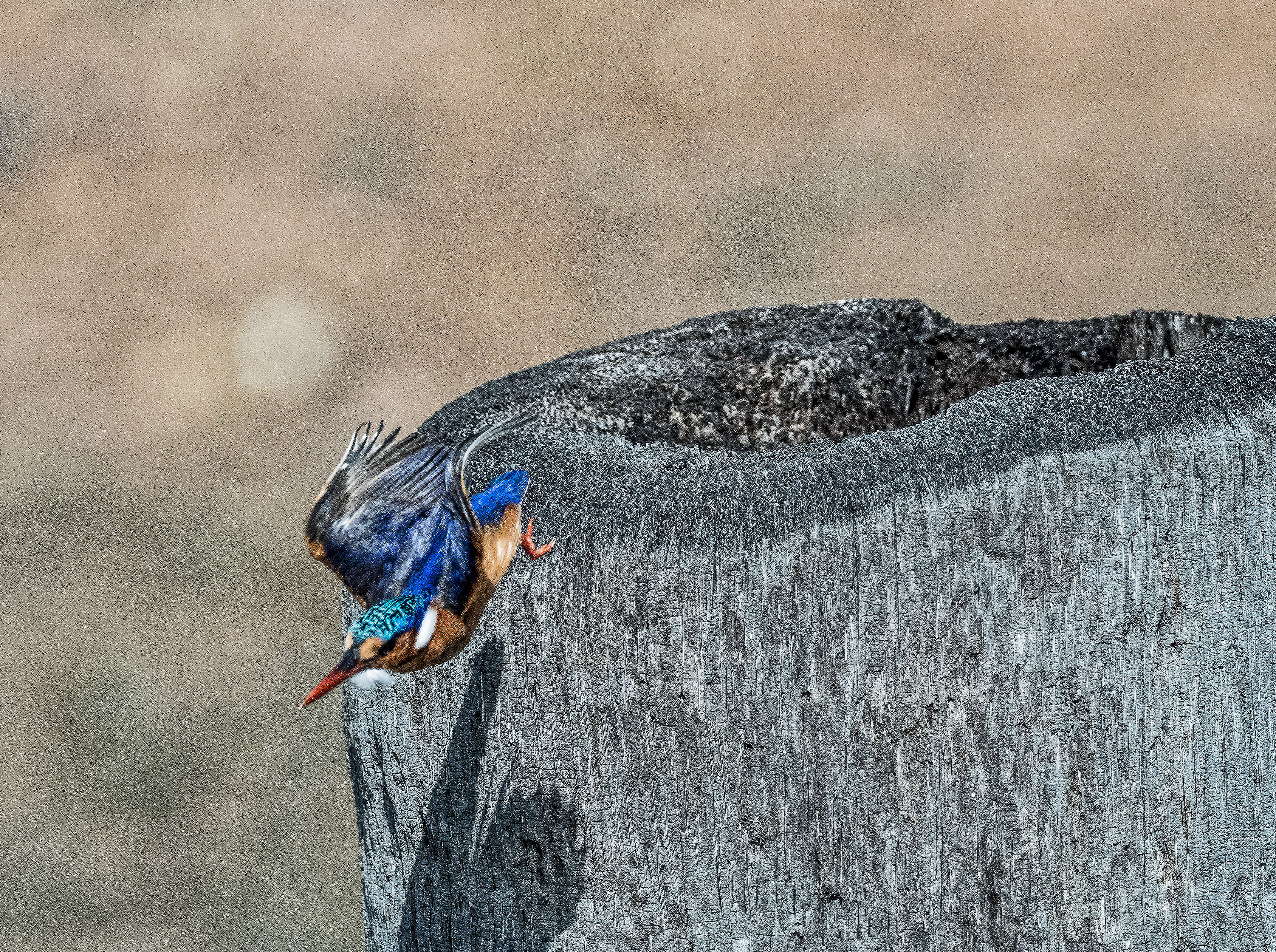 Image of Alcedo cristata