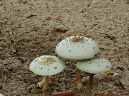 Plancia ëd Chlorophyllum molybdites (G. Mey.) Massee ex P. Syd. 1900