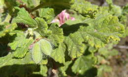 Image of oakleaf garden geranium