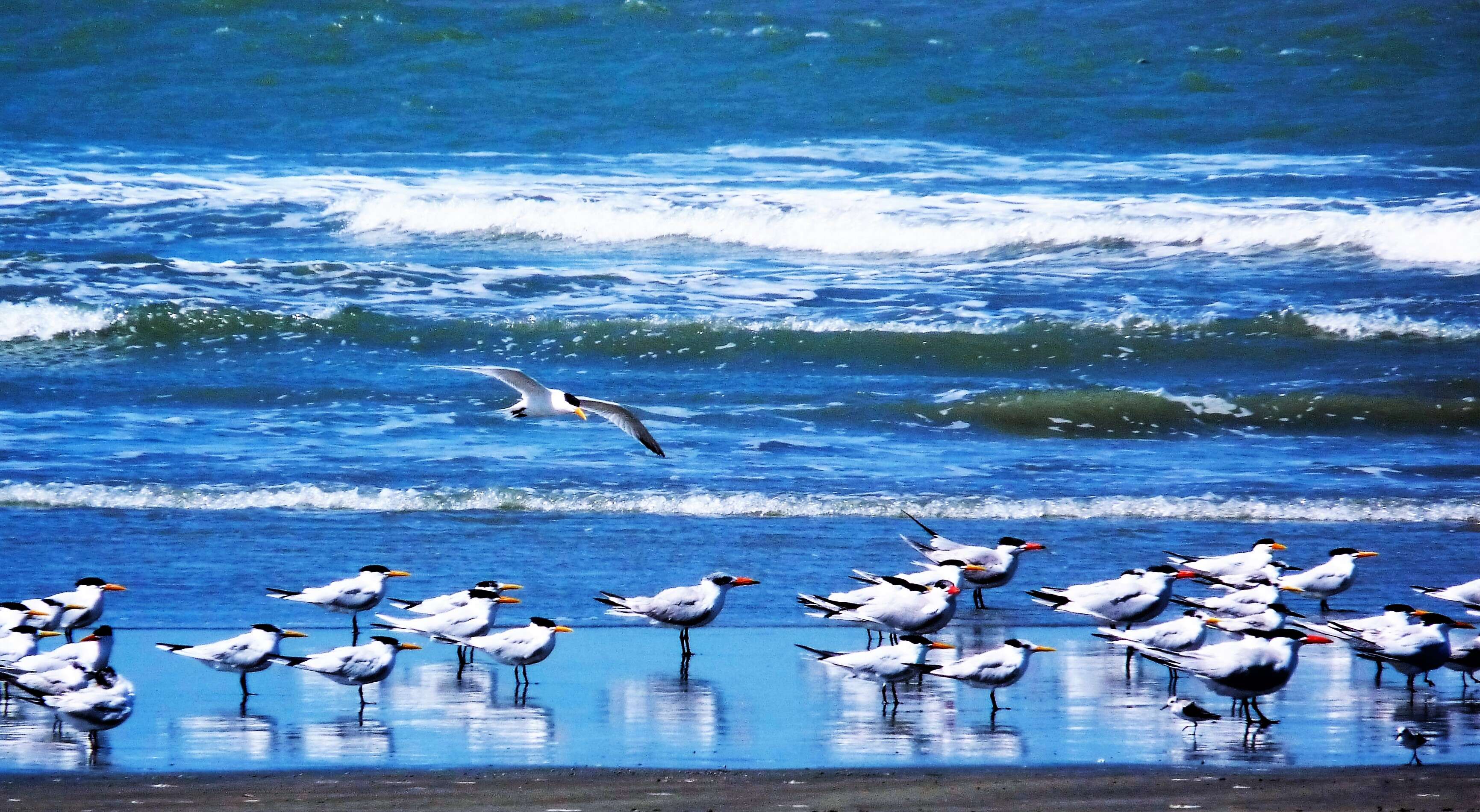 Image of West African Crested Tern