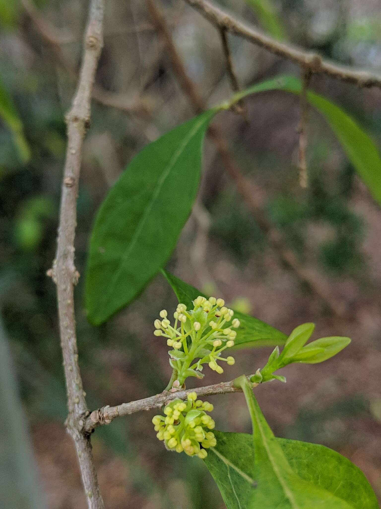 Image of Florida swampprivet