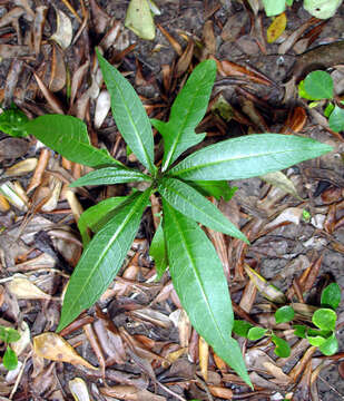 Image of Solanum subgen. Archaesolanum