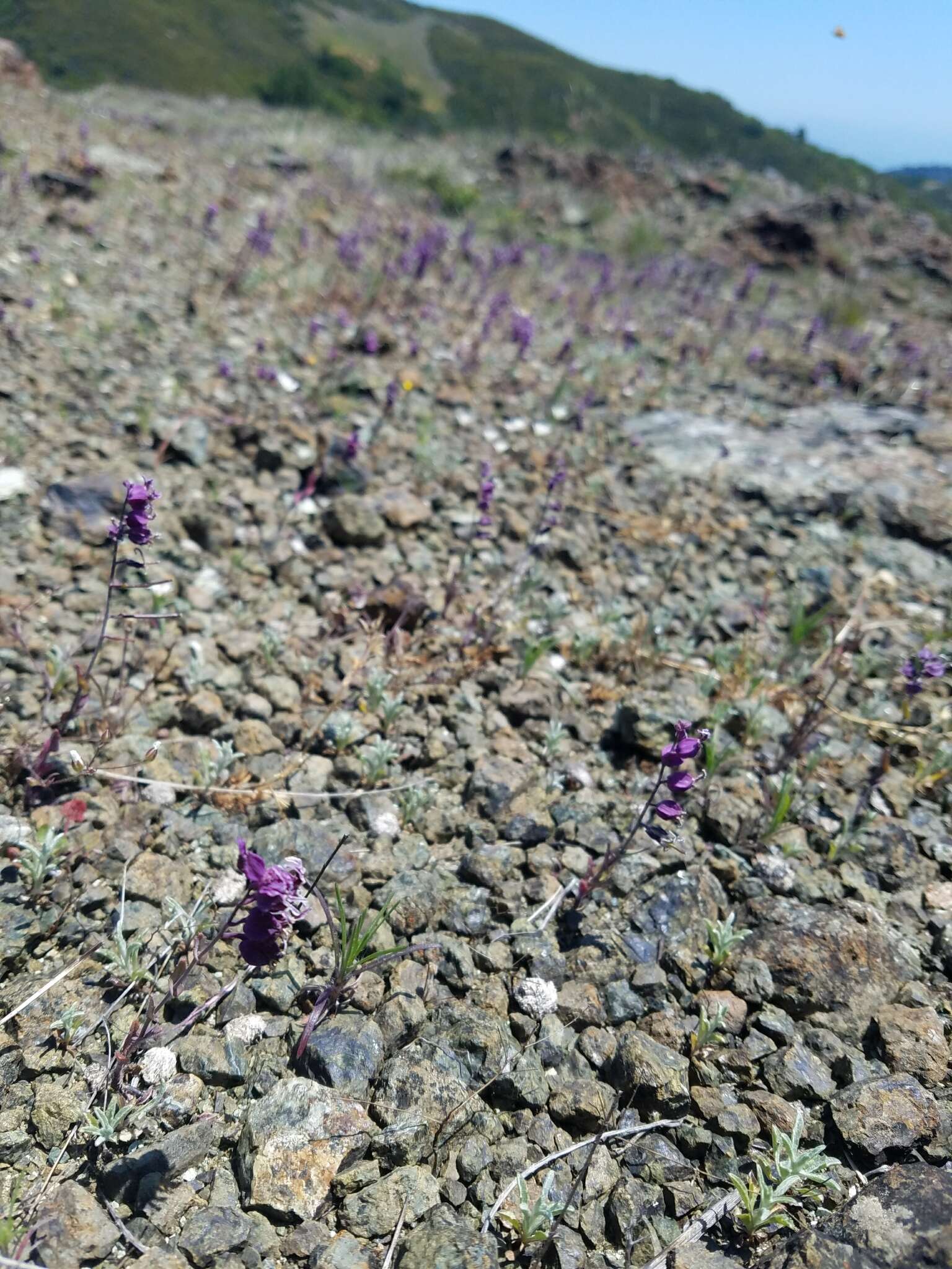 Слика од Streptanthus glandulosus subsp. pulchellus (Greene) Kruckeb.