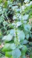 Image of Salvia longispicata M. Martens & Galeotti