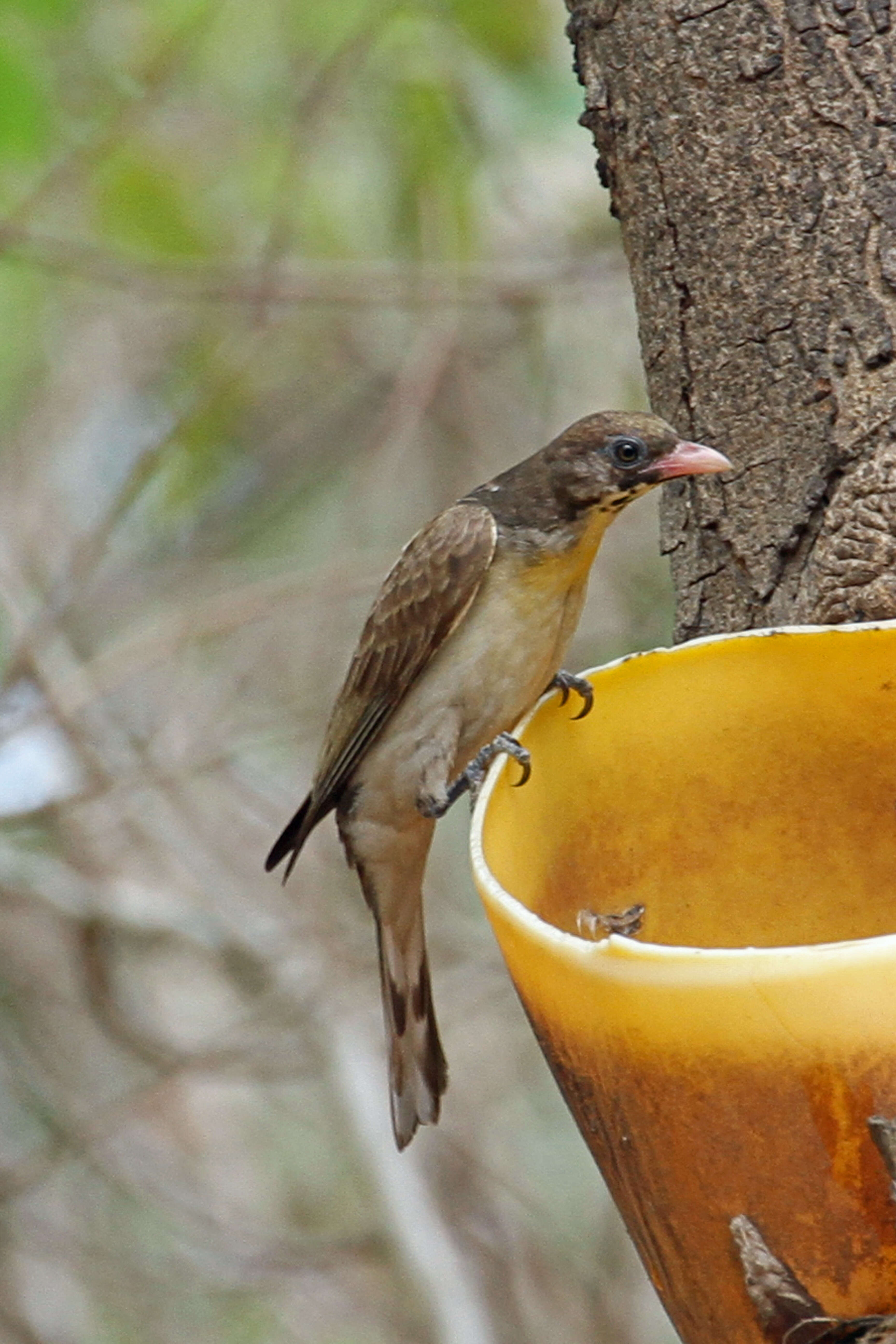 Image of Greater Honeyguide