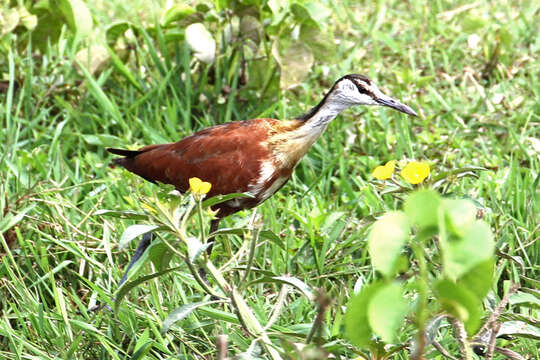 Image of Actophilornis Oberholser 1925