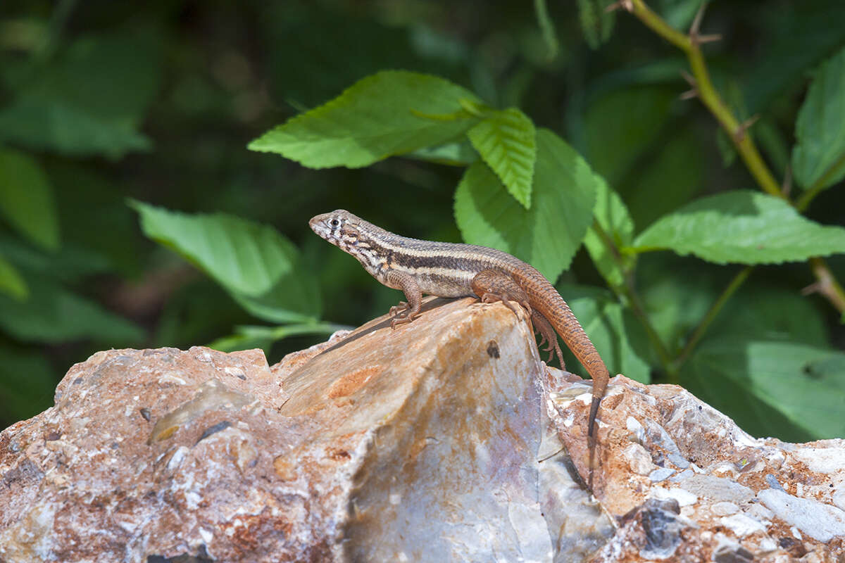 Image of Barahona curlytail lizard