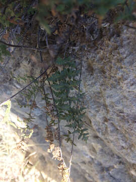 Image of rough lipfern