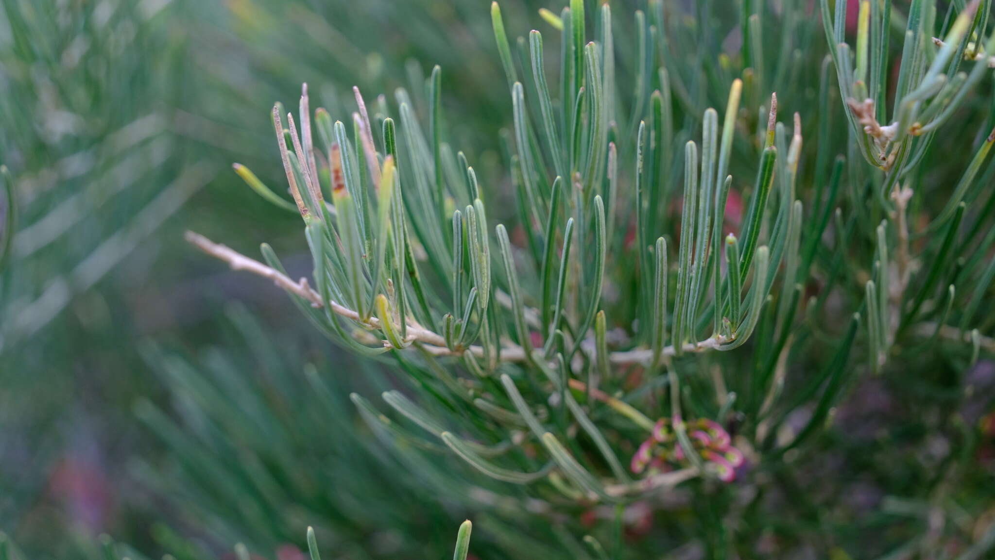 Image of Grevillea pinaster Meissner