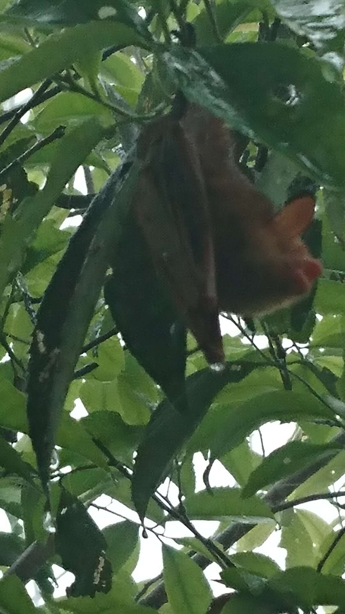 Image of <i>Myotis rufoniger</i>