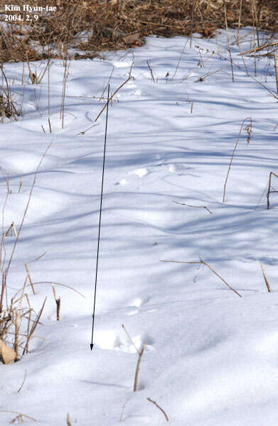 Image of Korean Hare