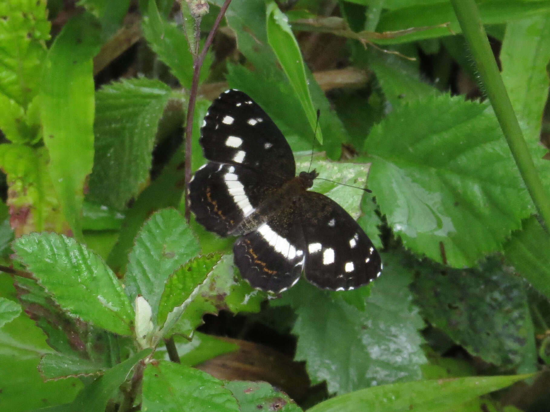 Image of Janatella fellula Schaus 1902