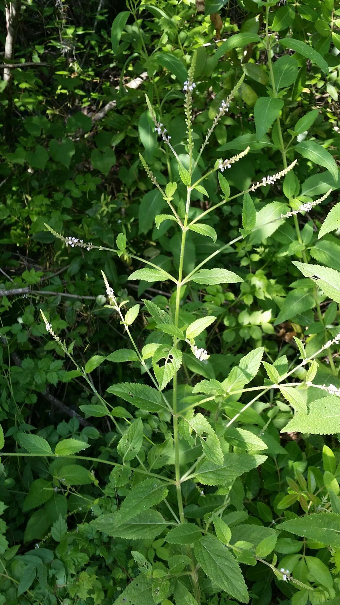 Слика од Verbena scabra Vahl