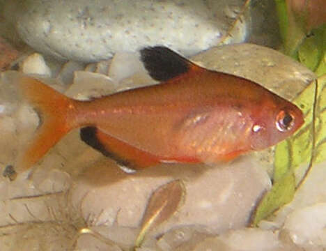 Image of Blood characin