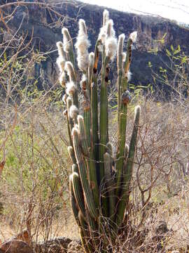 Image of Pilosocereus alensis (F. A. C. Weber ex Rol.-Goss.) Byles & G. D. Rowley