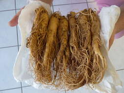 Image of Chinese ginseng