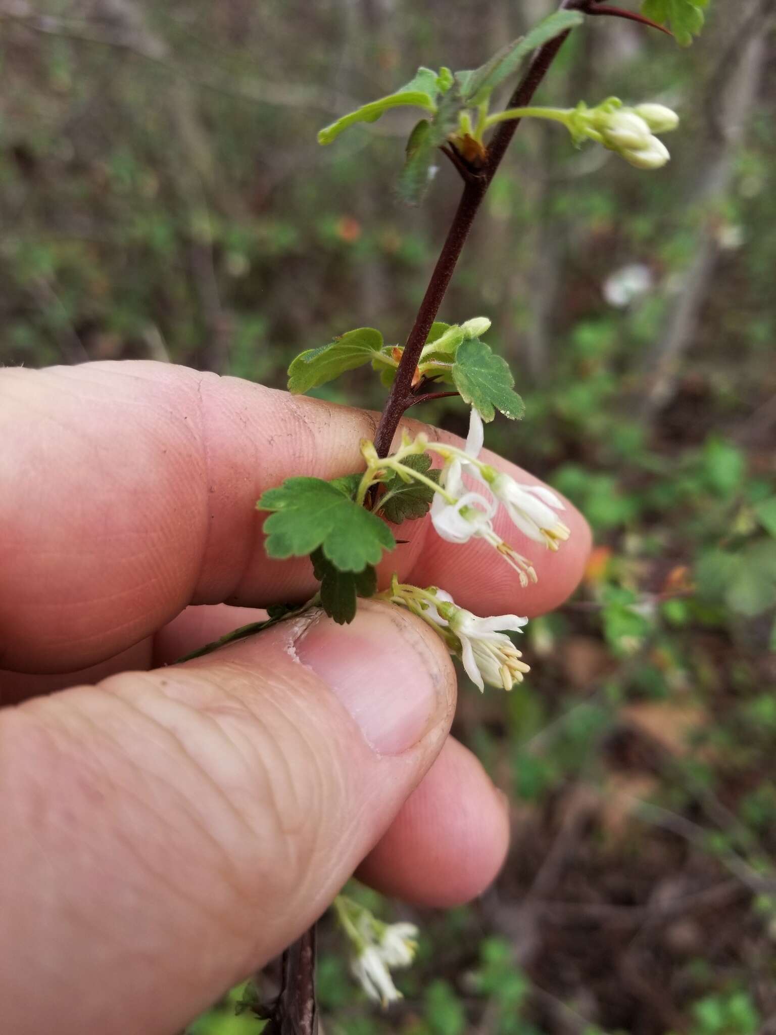 Image of granite gooseberry