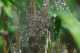 Image of Nursery-web spider