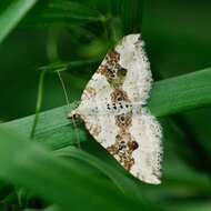 Image of silver-ground carpet