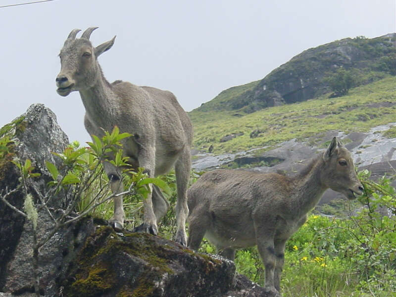 Image of Nilgiritragus Ropiquet & Hassanin 2005