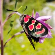 Image of Zygaena carniolica Scopoli 1763