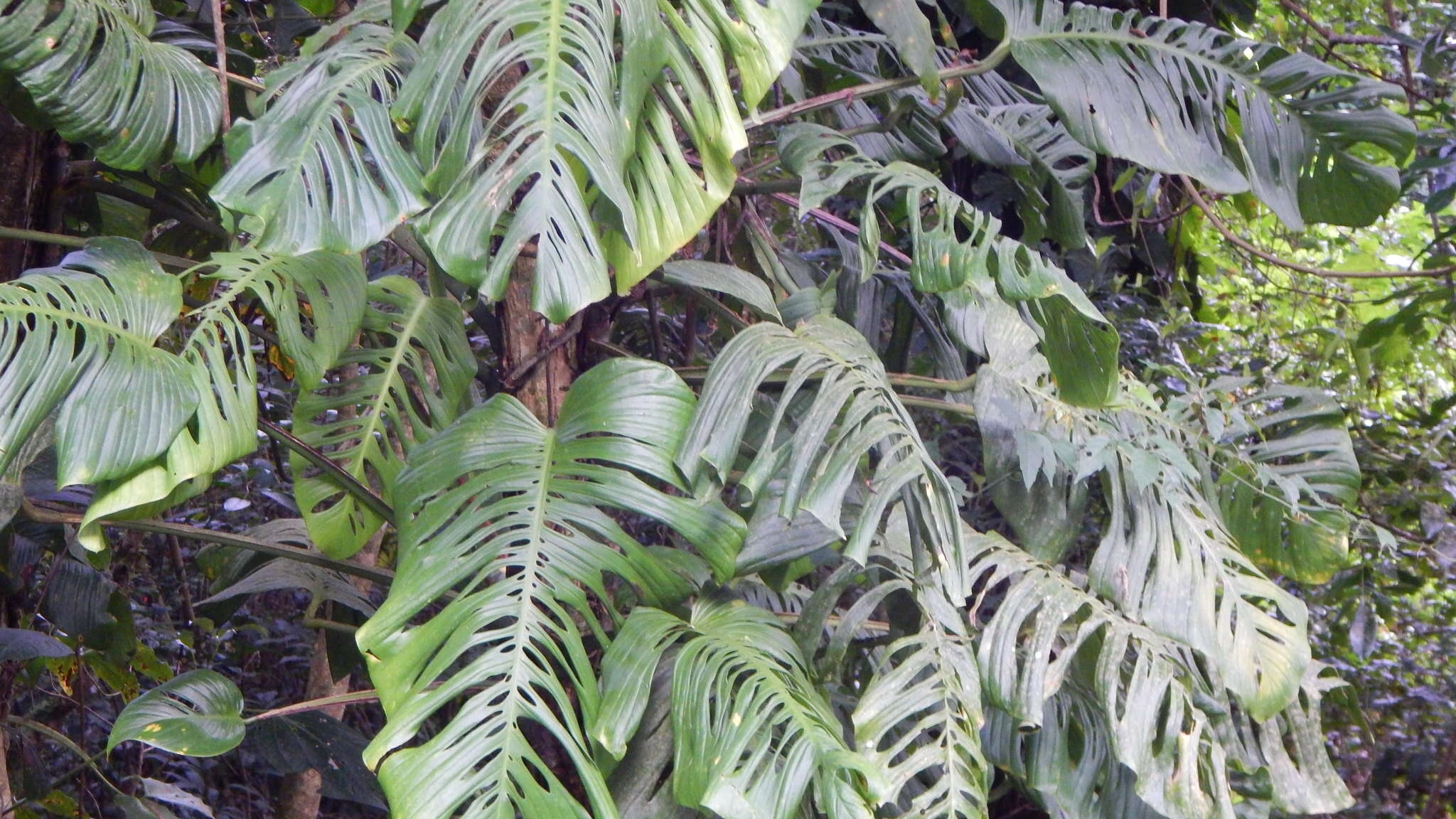 Image of Monstera oreophila Madison