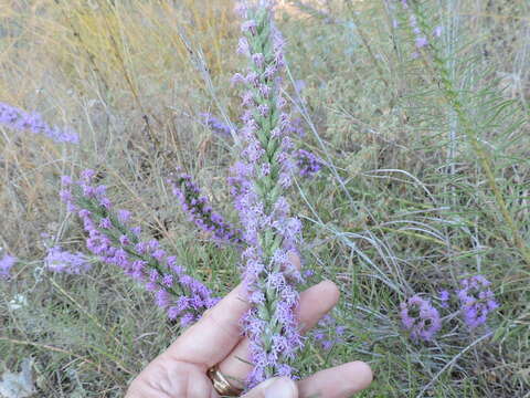 Image of cusp blazing star