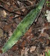 Image de Agave guttata Jacobi & C. D. Bouché