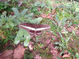 Image of Papilio demolion Cramer (1776)