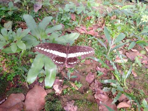 Image of Papilio demolion Cramer (1776)