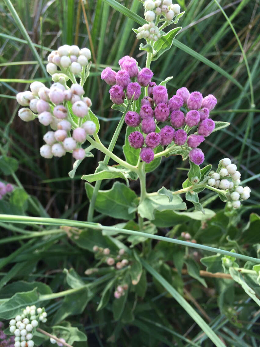 Pluchea odorata (L.) Cass. resmi