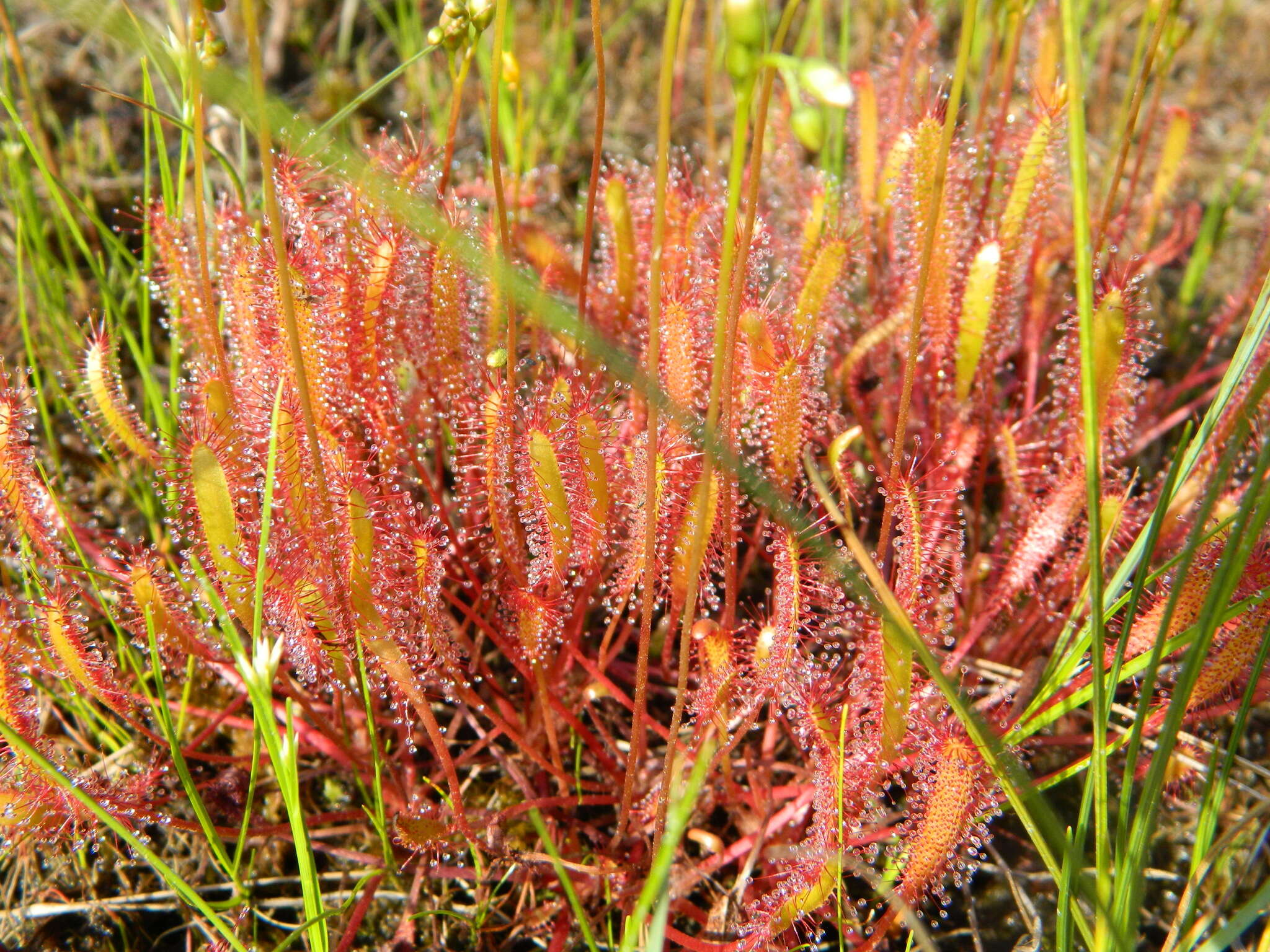 صورة Drosera anglica Huds.