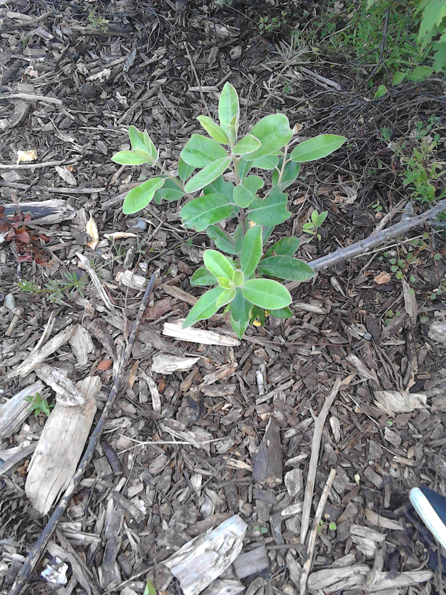 Pittosporum ralphii T. Kirk resmi