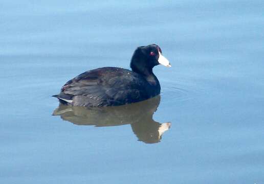 Image of Fulica Linnaeus 1758