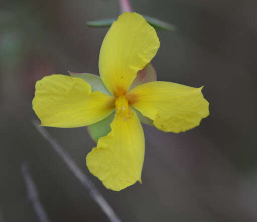 Plancia ëd Hypericum tetrapetalum Lam.