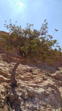 Image of Mt. Atlas mastic tree