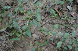 Image of Trailing Yellow-Loosestrife