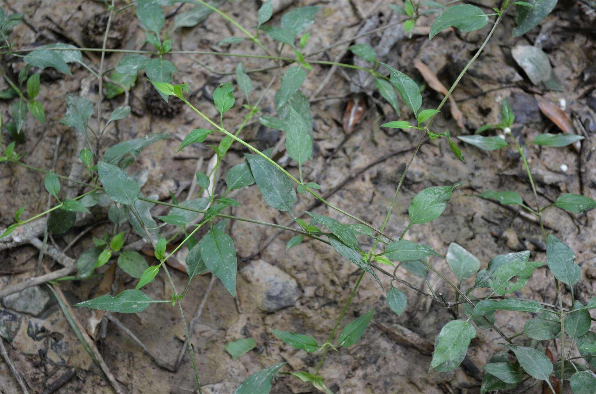 Image de Lysimachia radicans Hook.