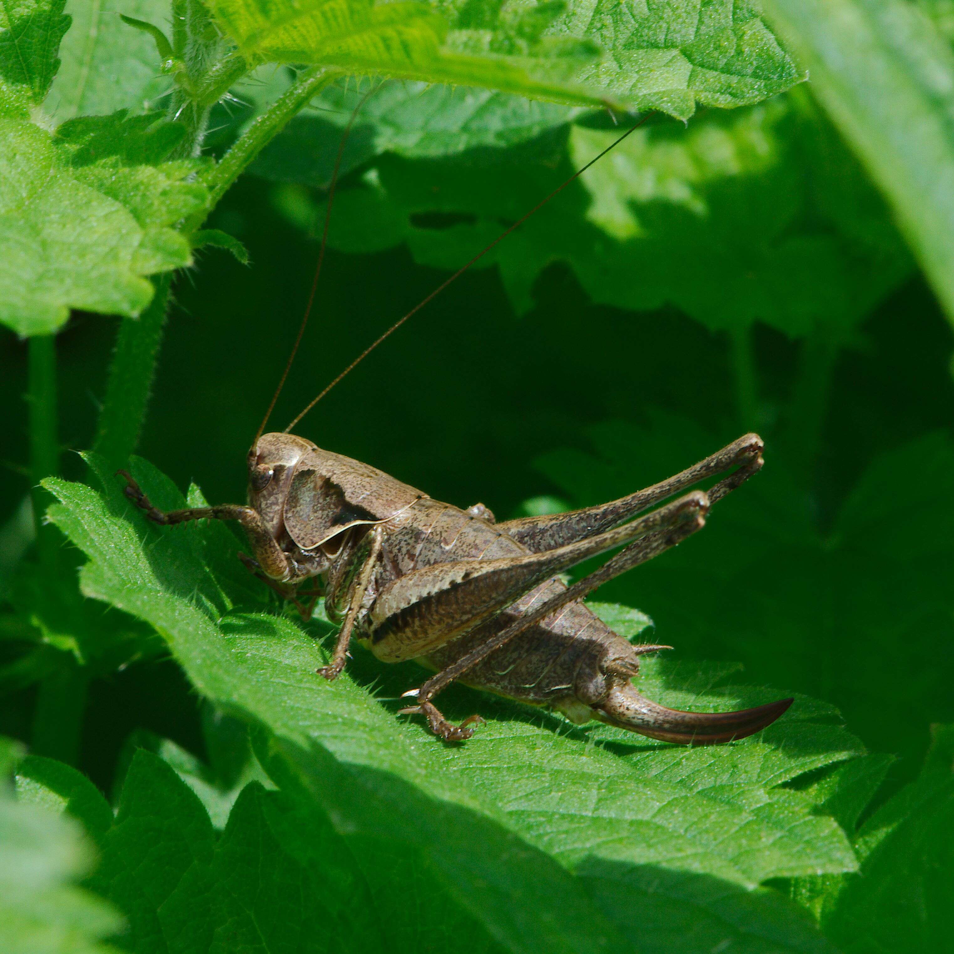 Image of Metrioptera