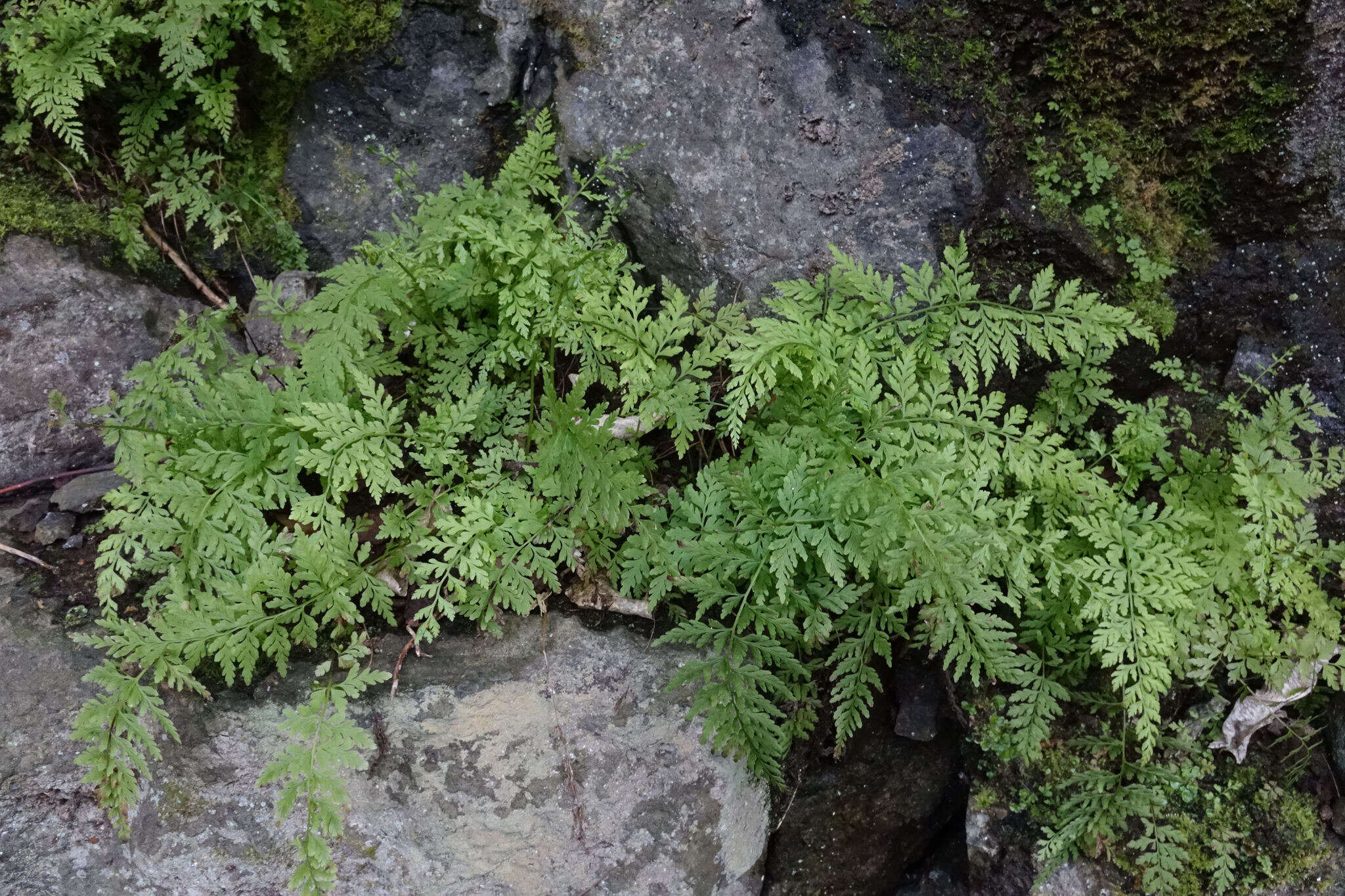 Imagem de Cystopteris fragilis (L.) Bernh.