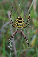 Image of Barbary Spider