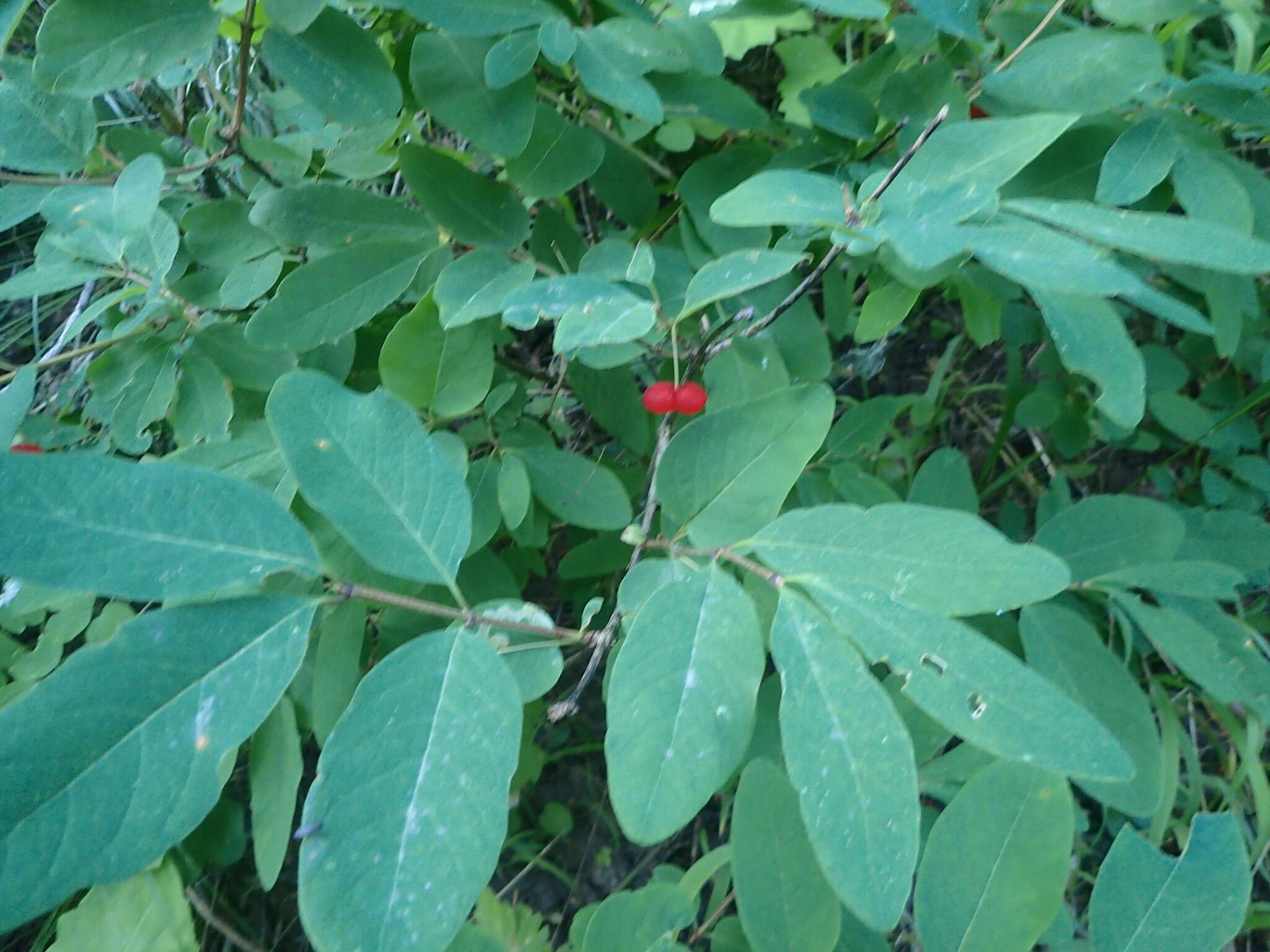 Слика од Lonicera utahensis S. Wats.