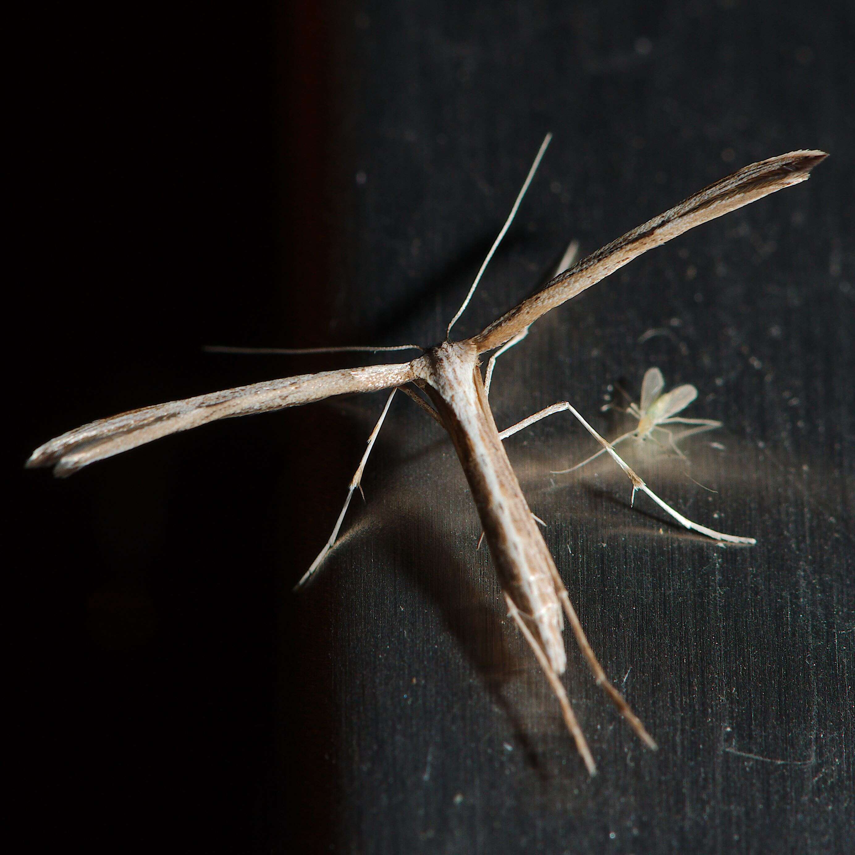 Image of Pterophoroidea